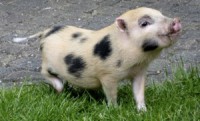 /album/micro-malacka-/schermafbeelding-2012-06-27-om-23-53-45-jpg/